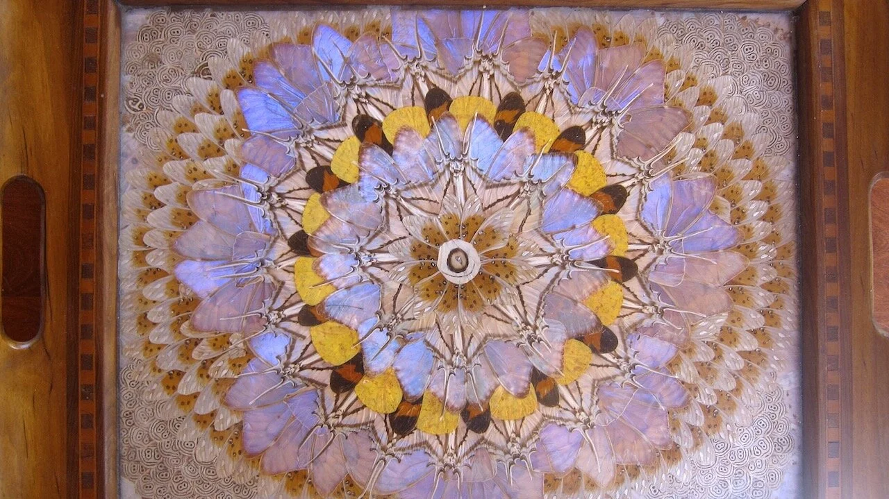 The Heart's Slow Learning