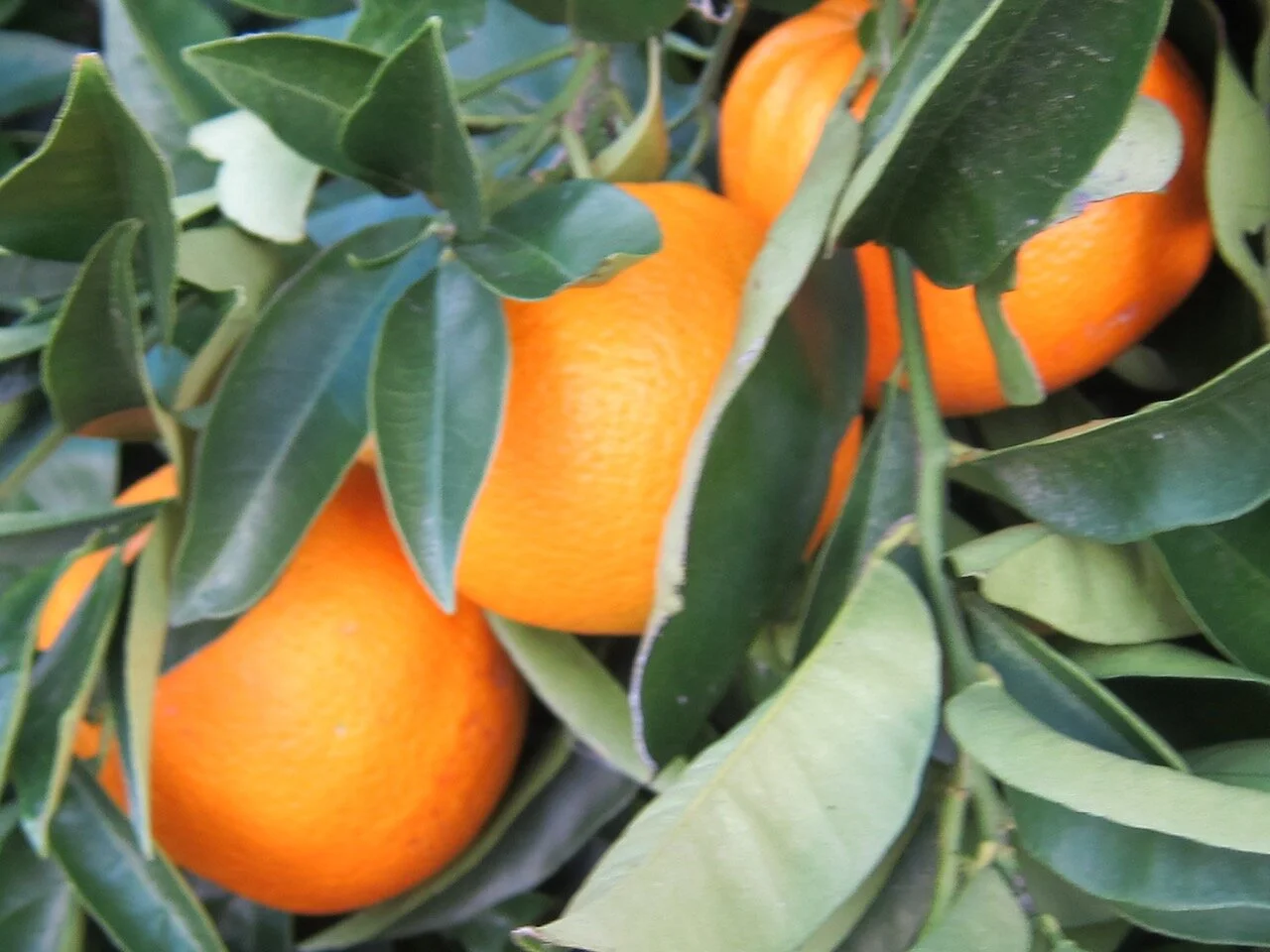 Searching for Wisdom With Time Out for Orange Juice