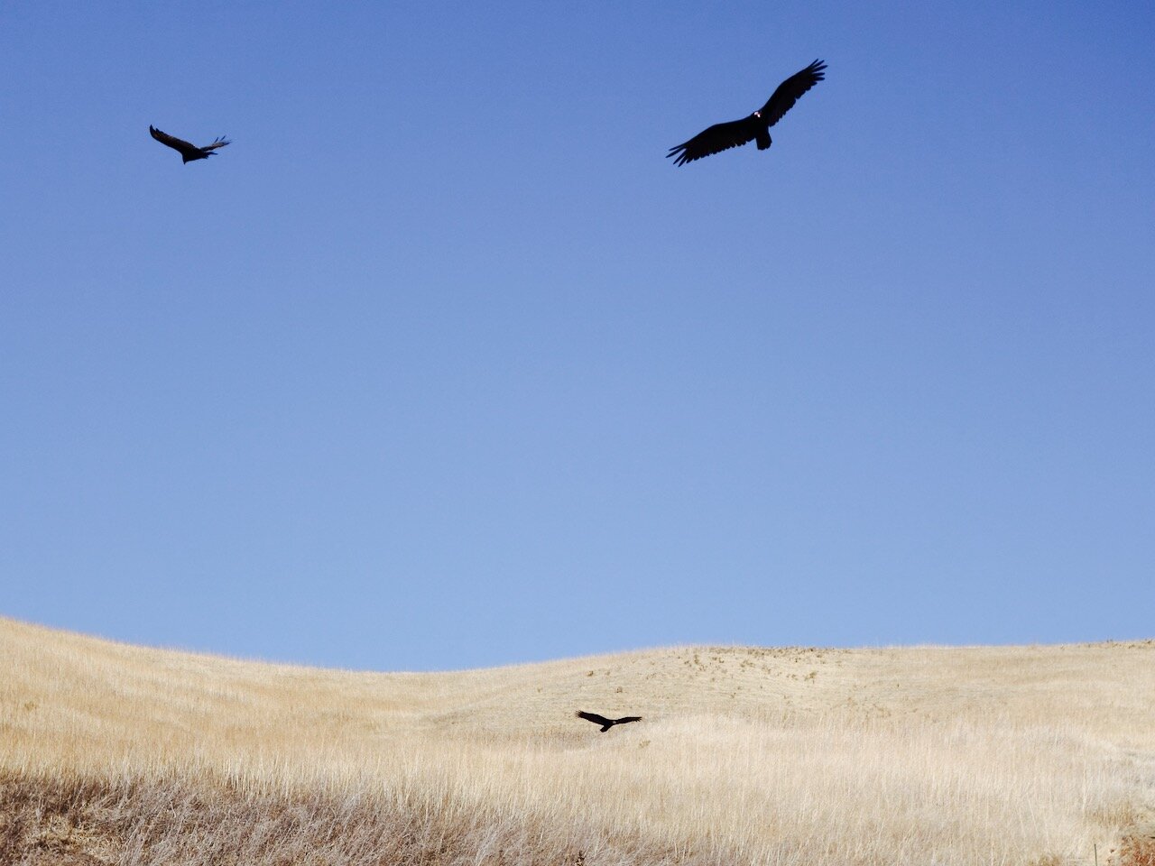 The Season of Lavender in the Year of the Lizard