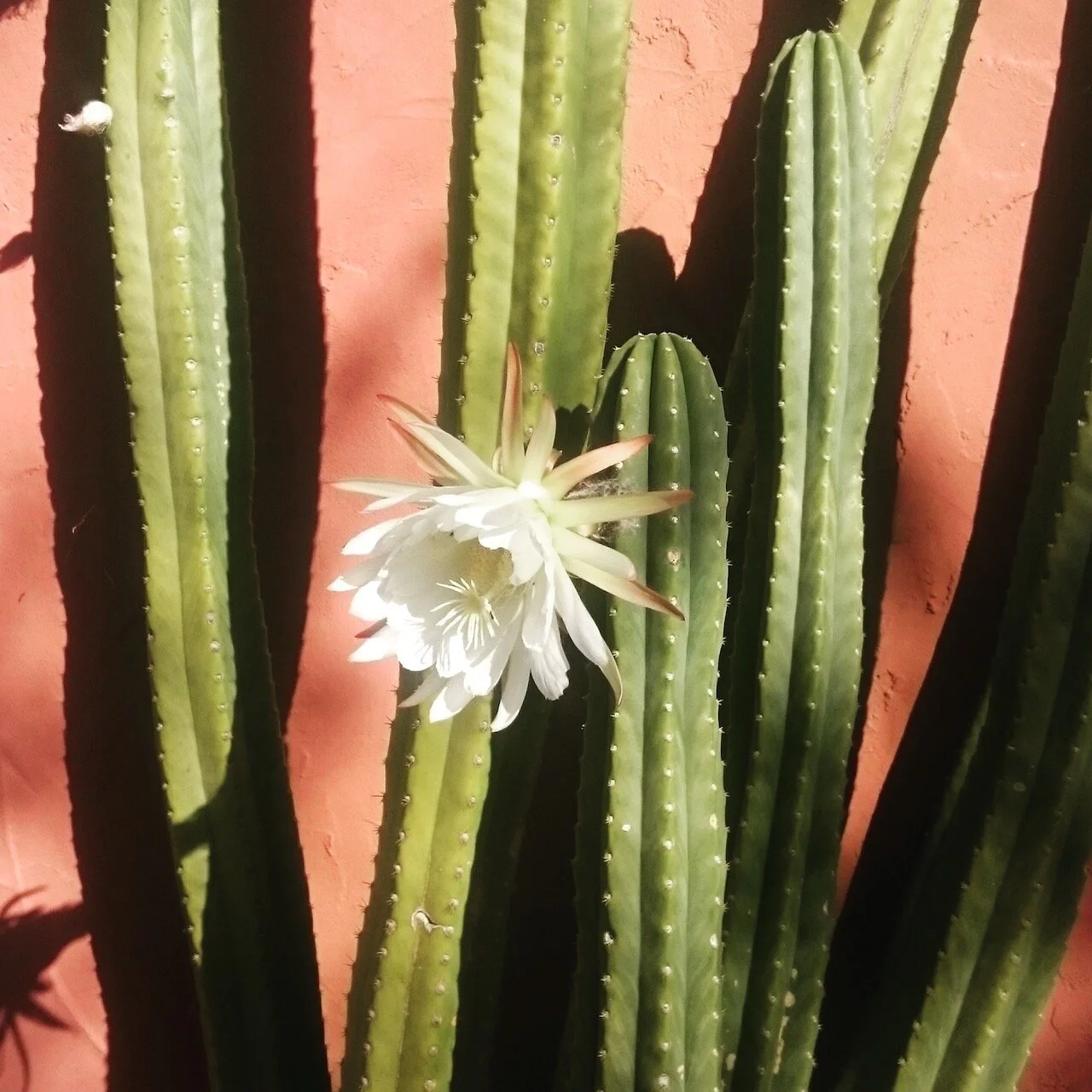 Don't Feed Into the Cynicism