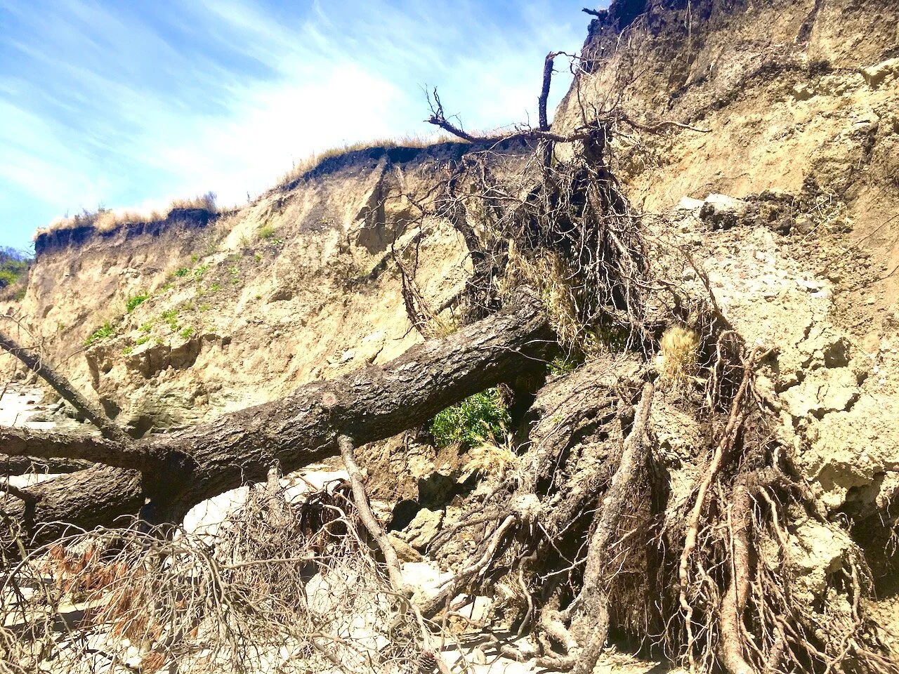 Feeling Uprooted