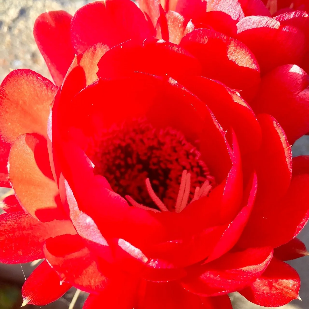 Saturday’s Poem: Thanks to&nbsp;Flowers