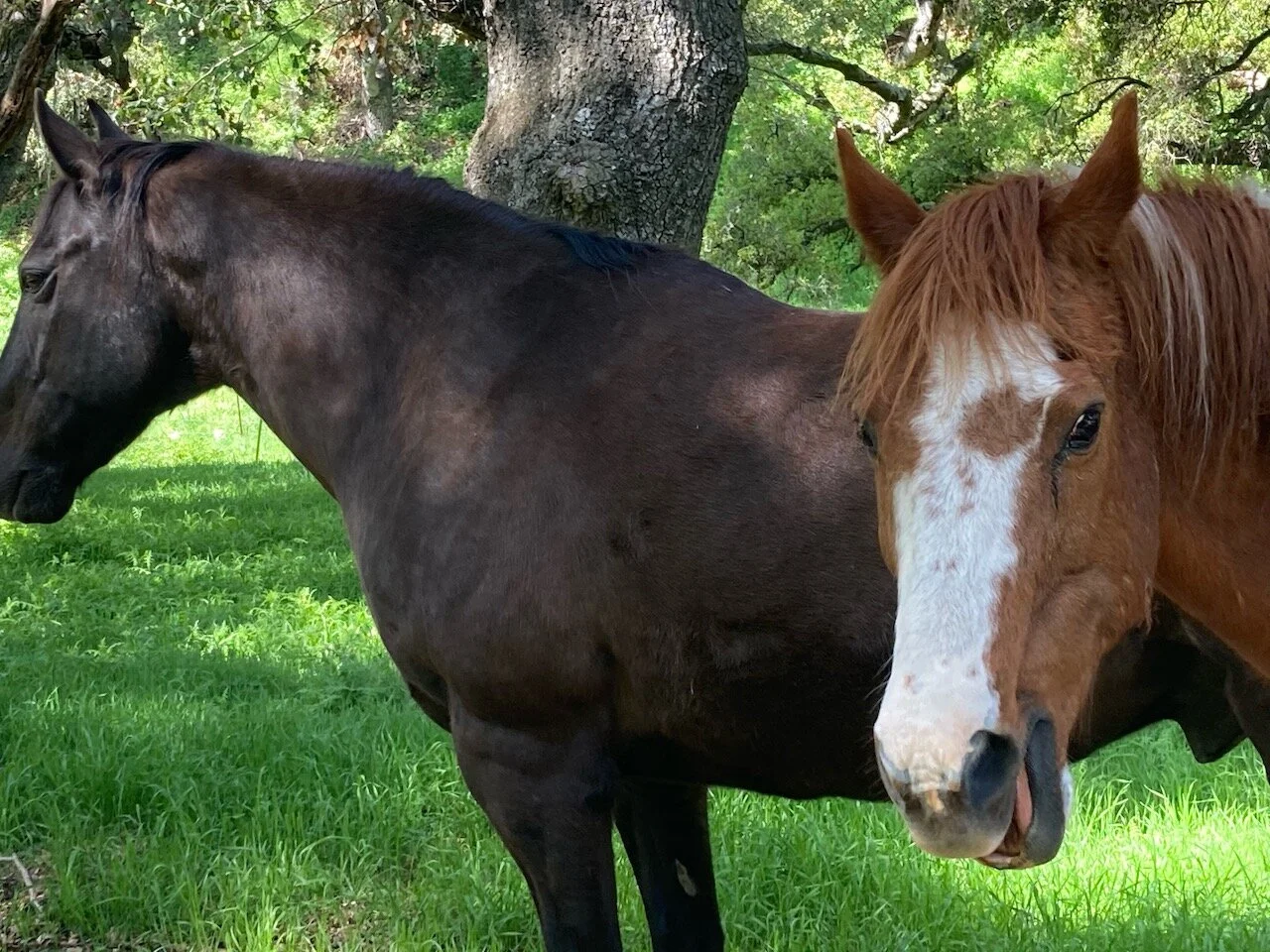 Saturday's Poem: Horses at Midnight Without A Moon