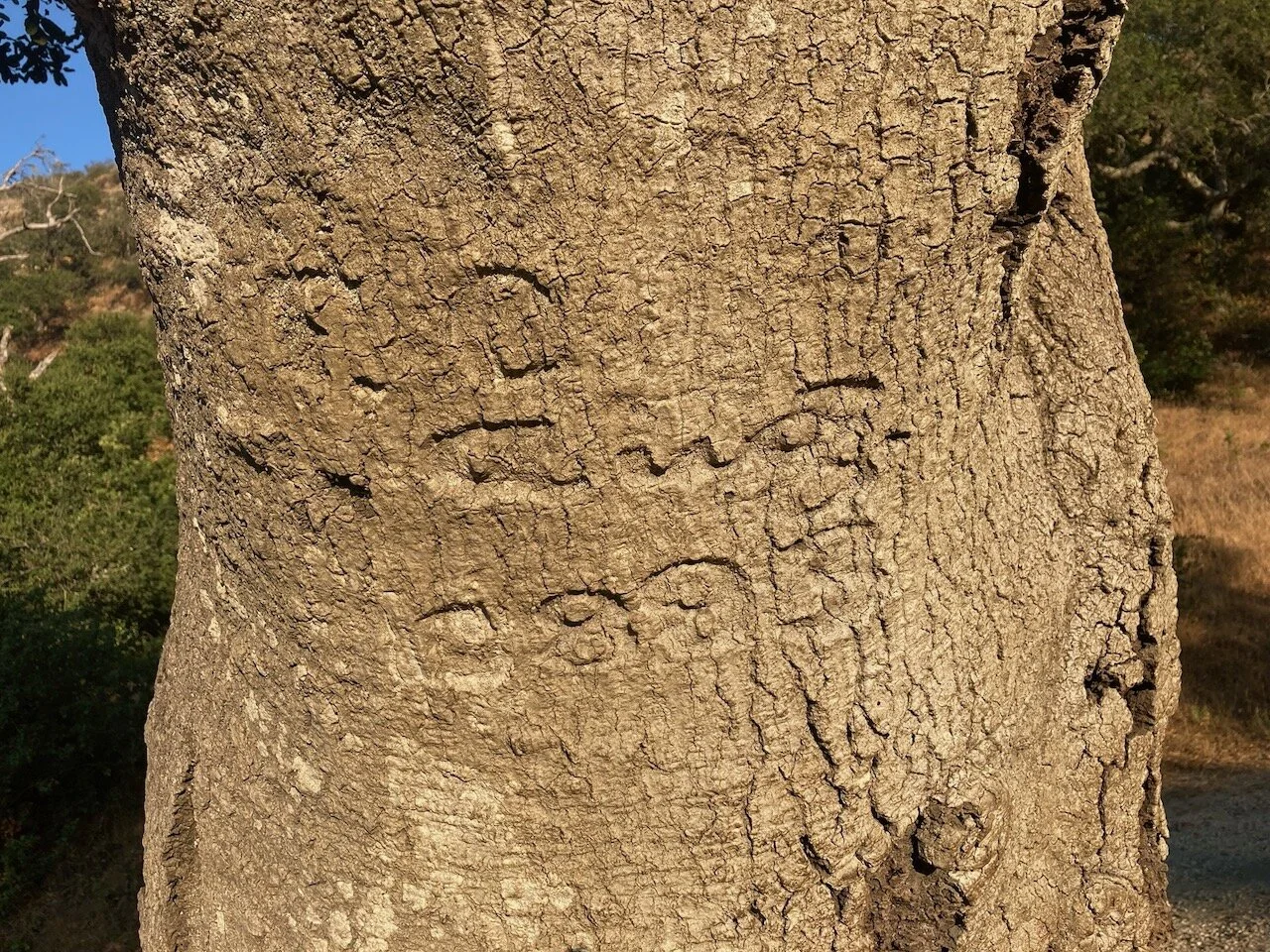 Map in the Dirt, Message on a Tree