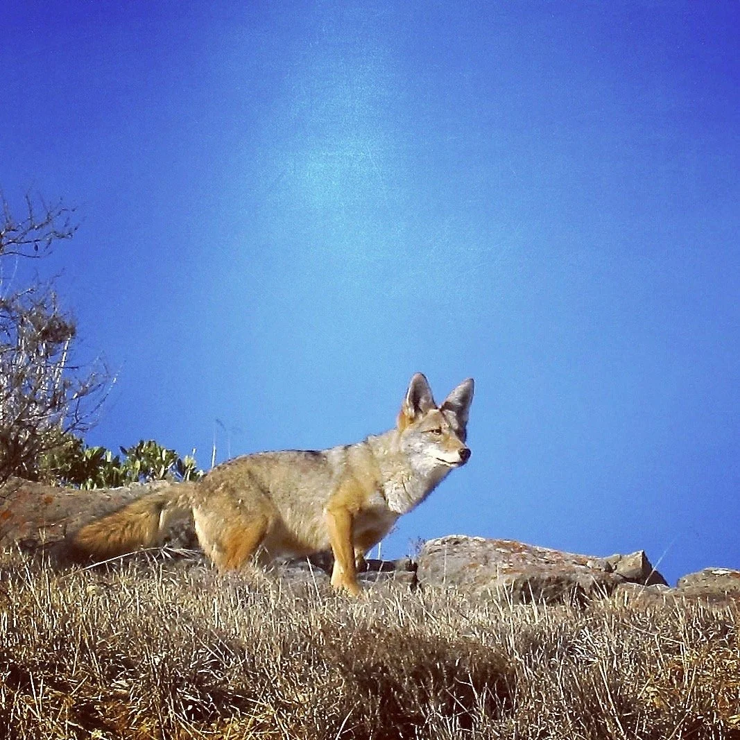 The Enigma We Answer By Living