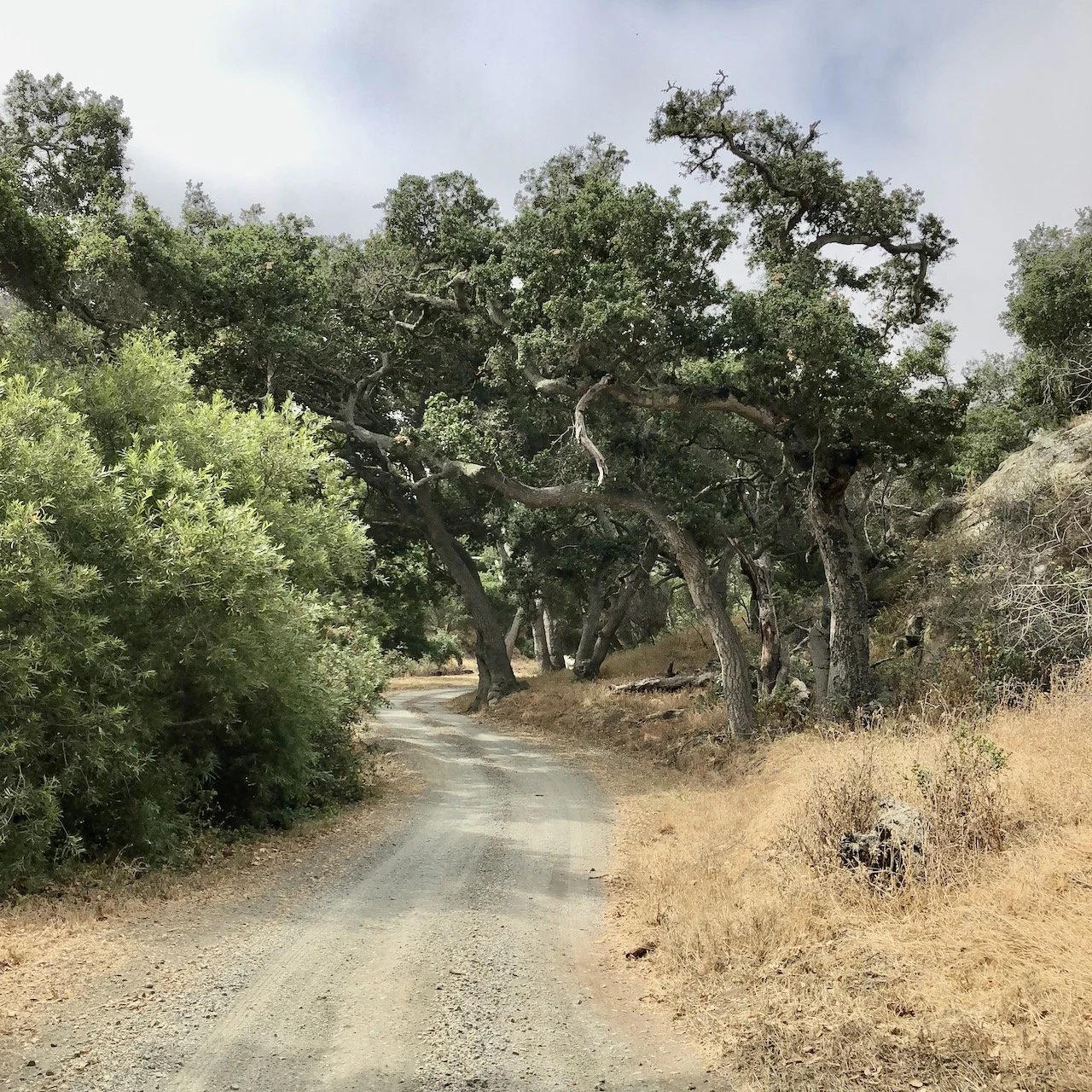 Flowering and Fading