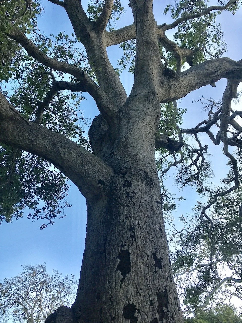 The Lion Oak