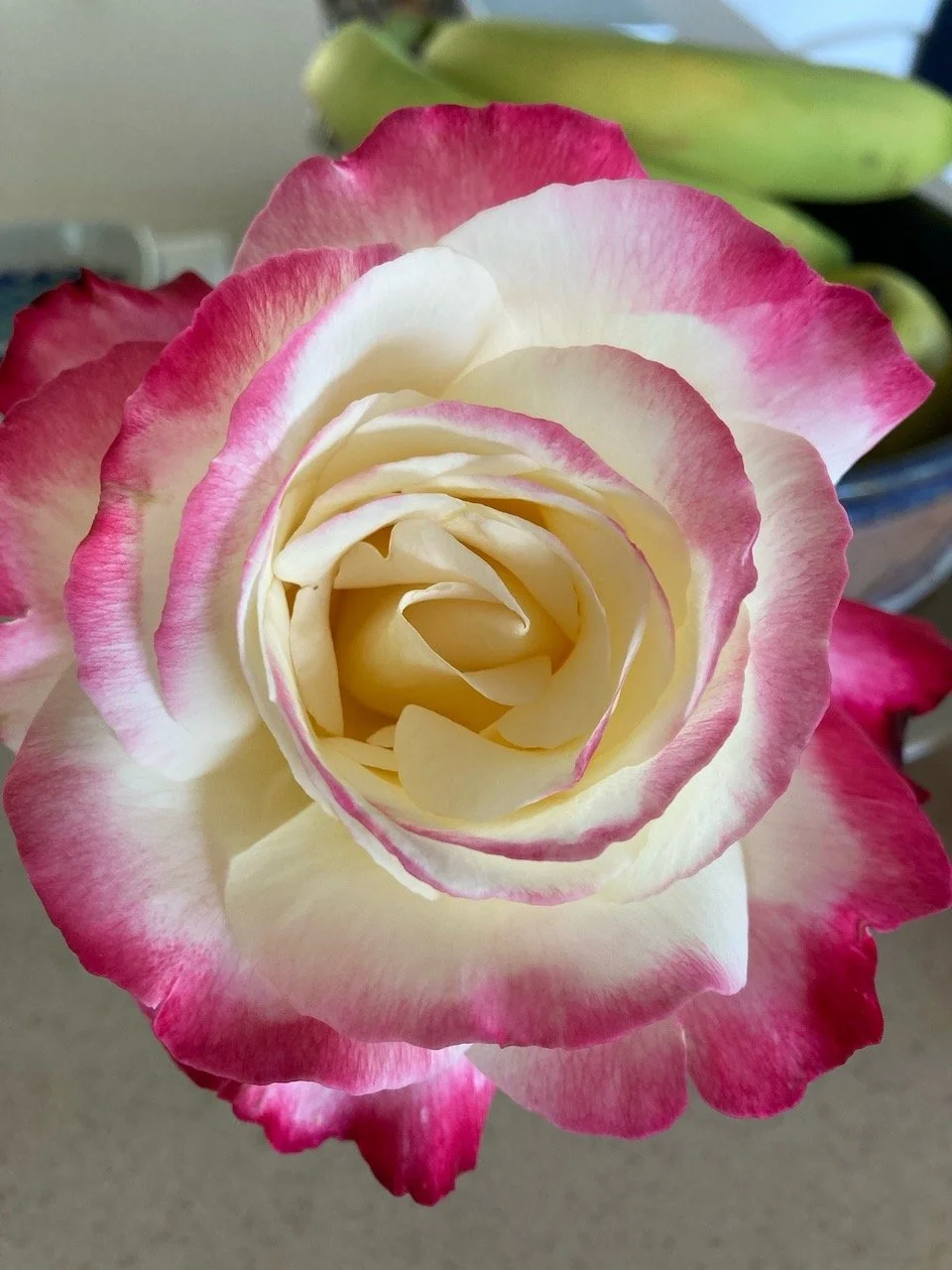 The&nbsp;Sun&nbsp;Rose