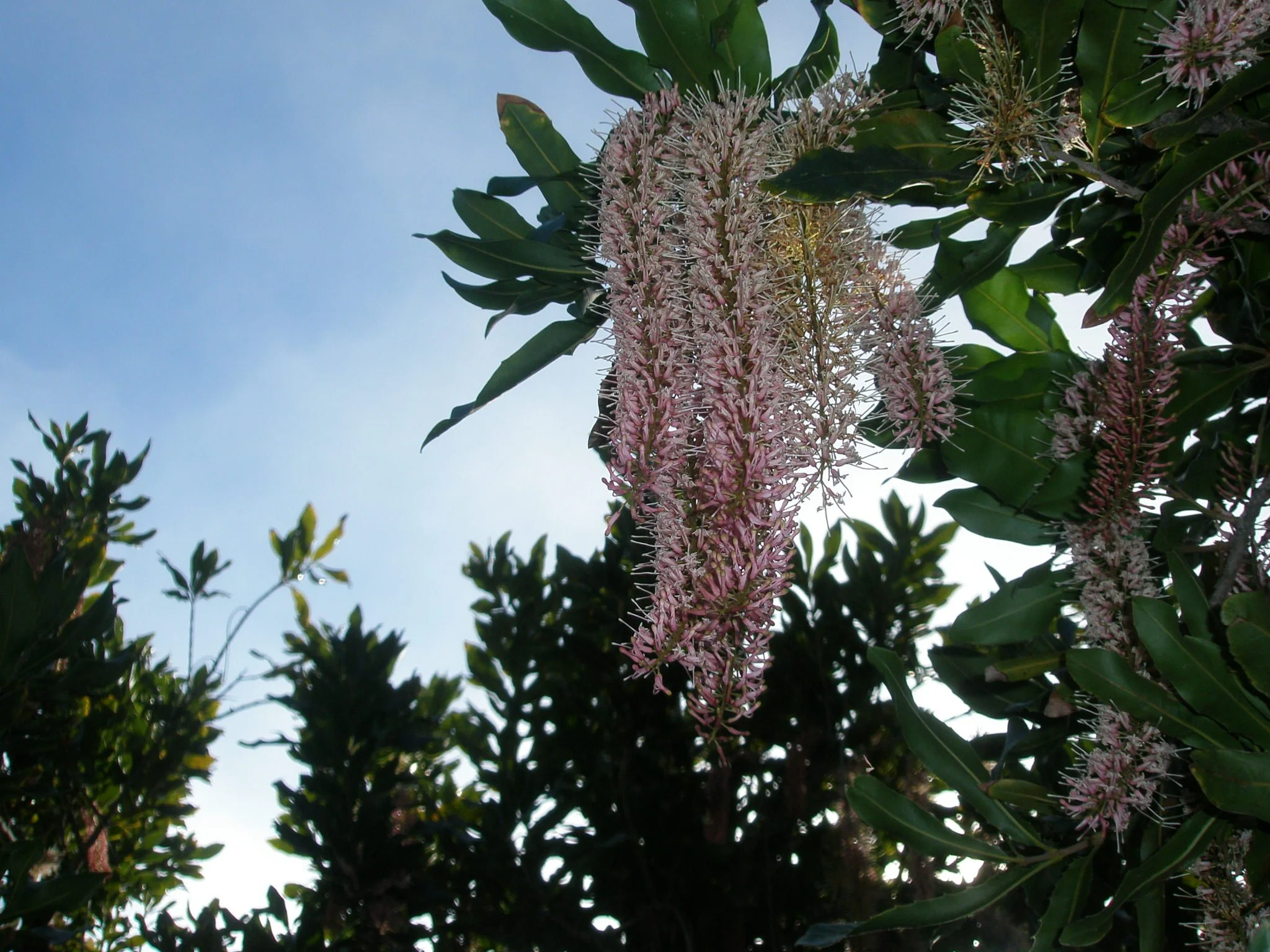 Blossoming Macadamia Trees and Something That Makes&nbsp;Sense