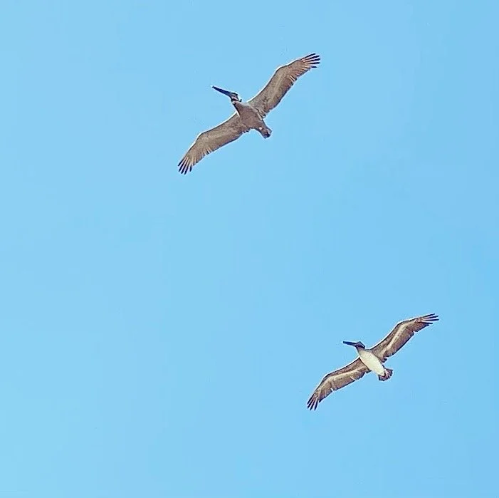 Saturday's Poem: Often I Imagine the Earth