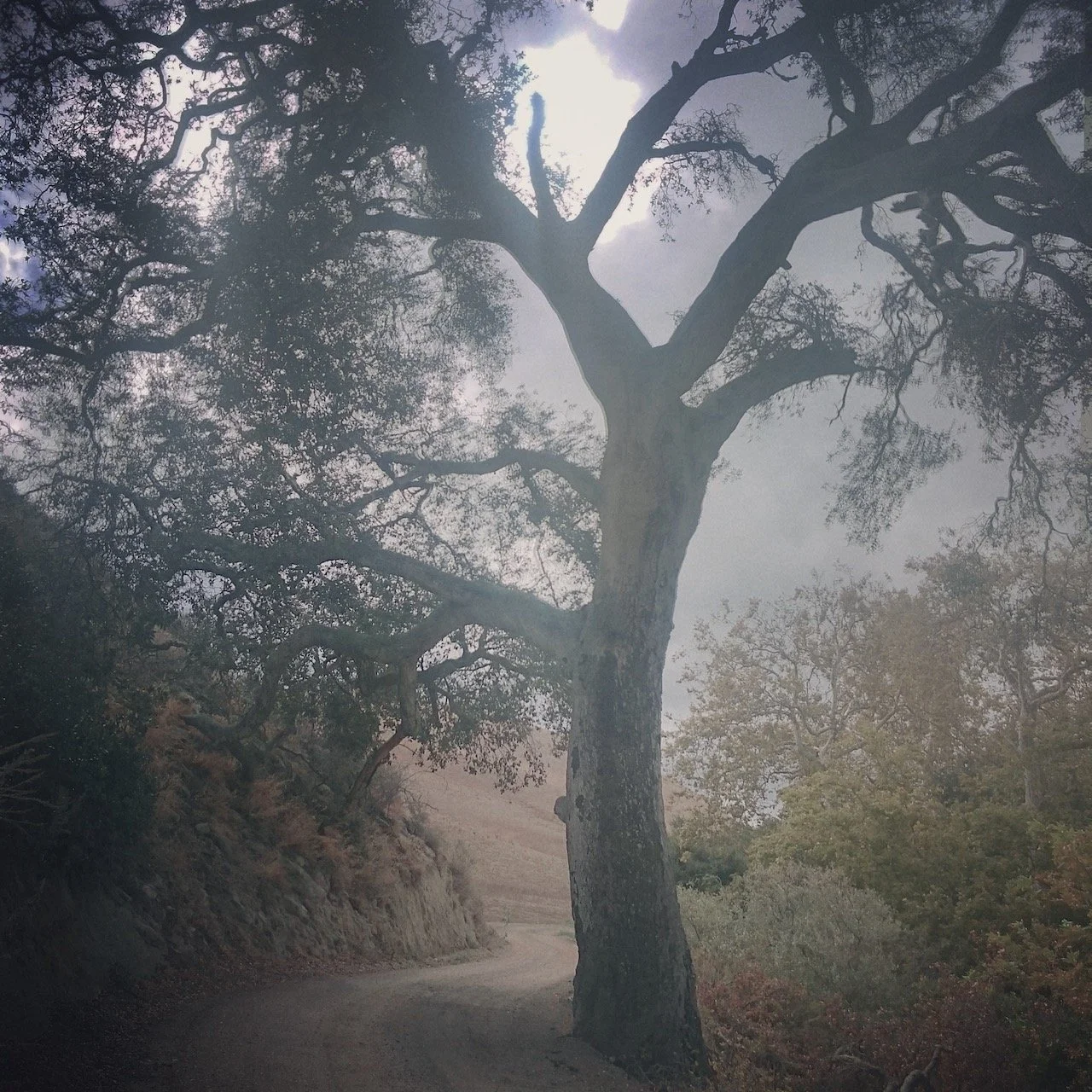 Thanksgiving, Quietly 