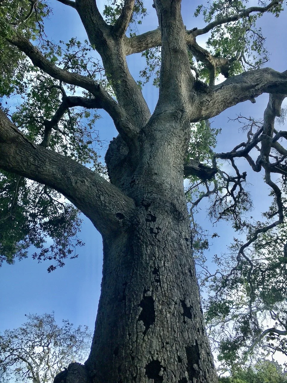 Saturday's Poem: Mule Heart