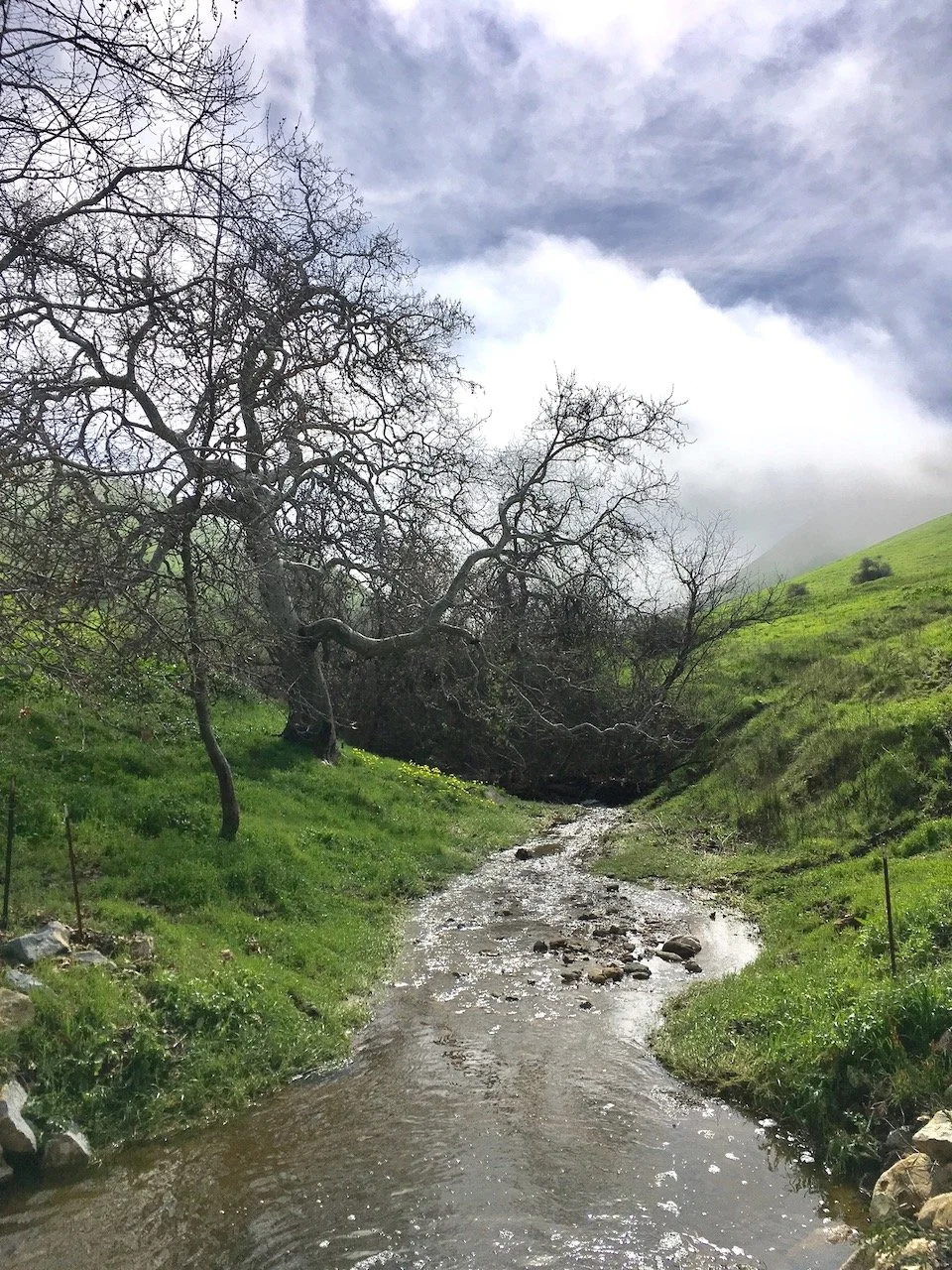 This Creek In Particular