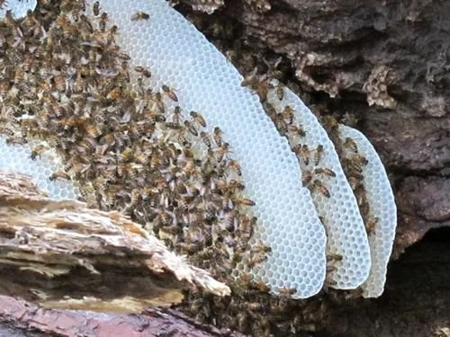 Beauty and The&nbsp;Bees