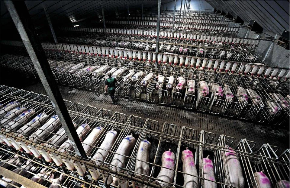 pigs-in-factory-farm.jpg