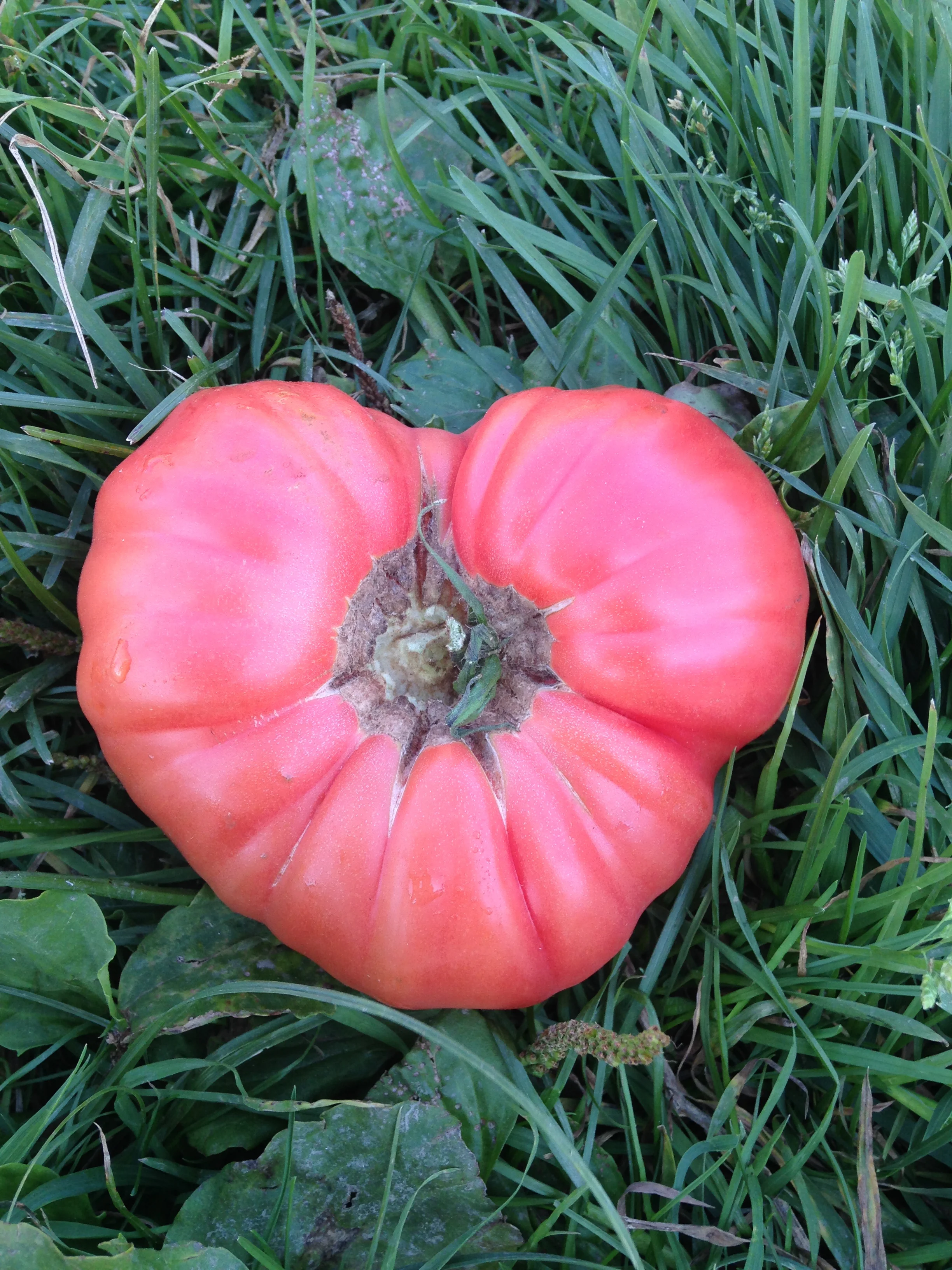 Heirloom tomatoes