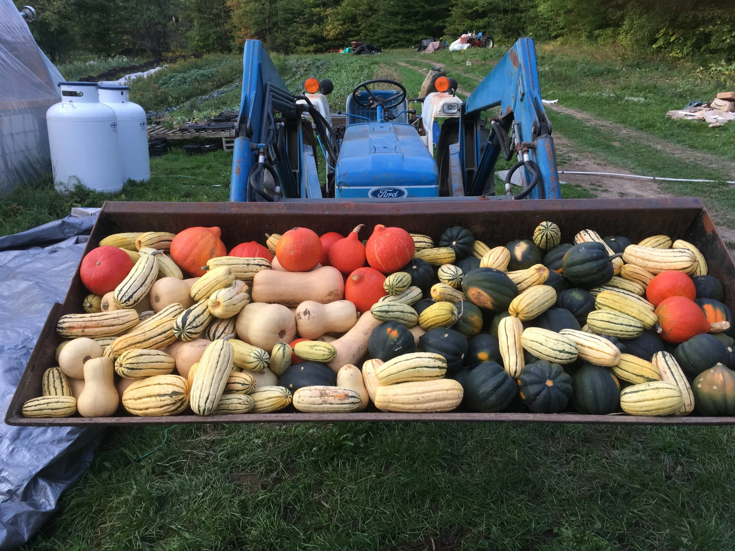 Winter Squash!!