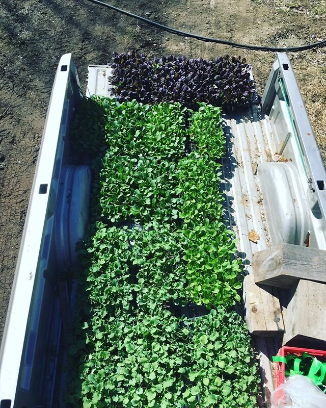 It's that time of year!!! The starts look super healthy and there isn't a speck of snow in the field! A first maybe ever. I hope everyone is making it through. #organic #springhassprung #localfood #nakedacrefarm