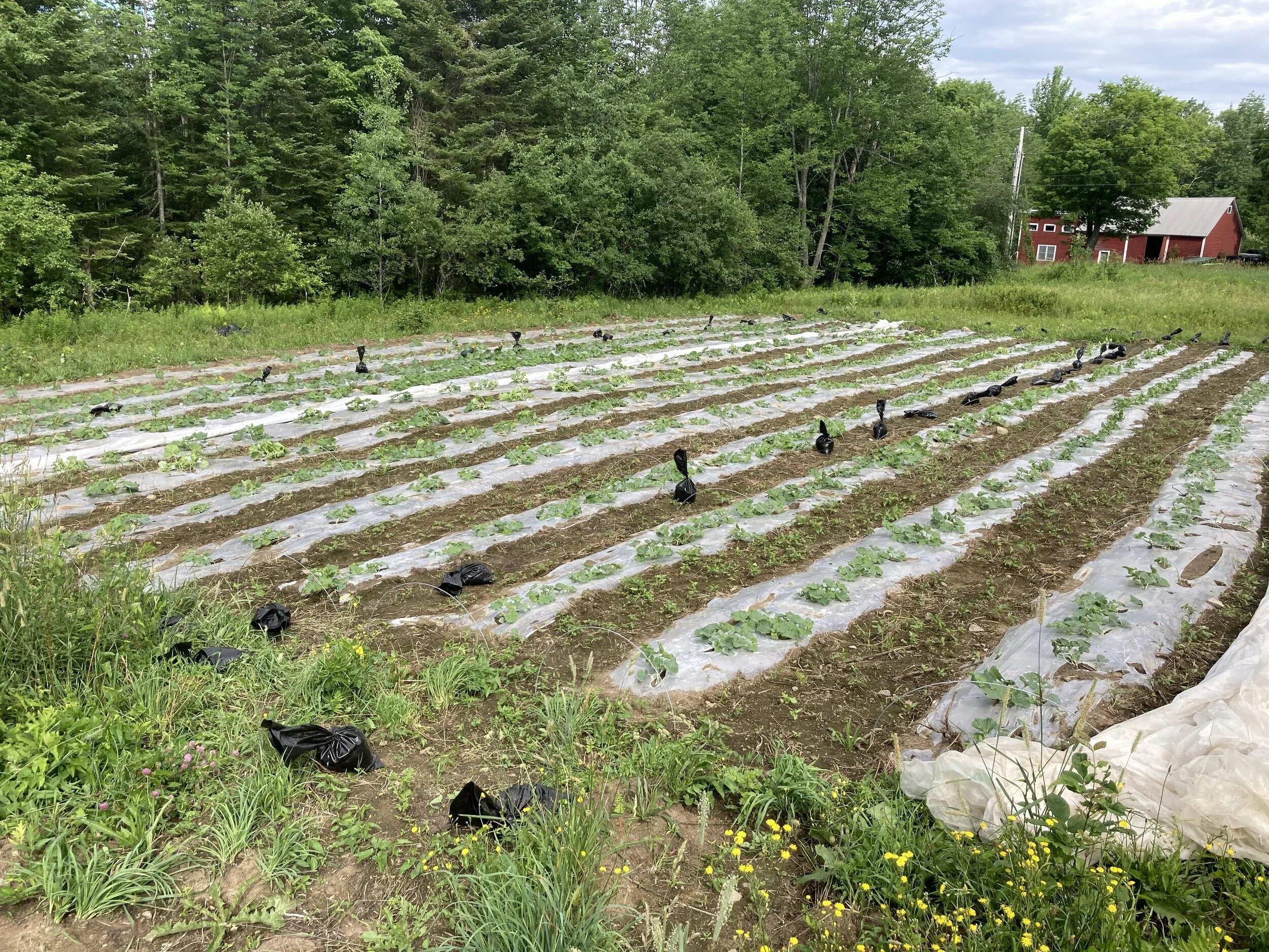 the seasons winter squash, melons, pumpkins and summer squash.