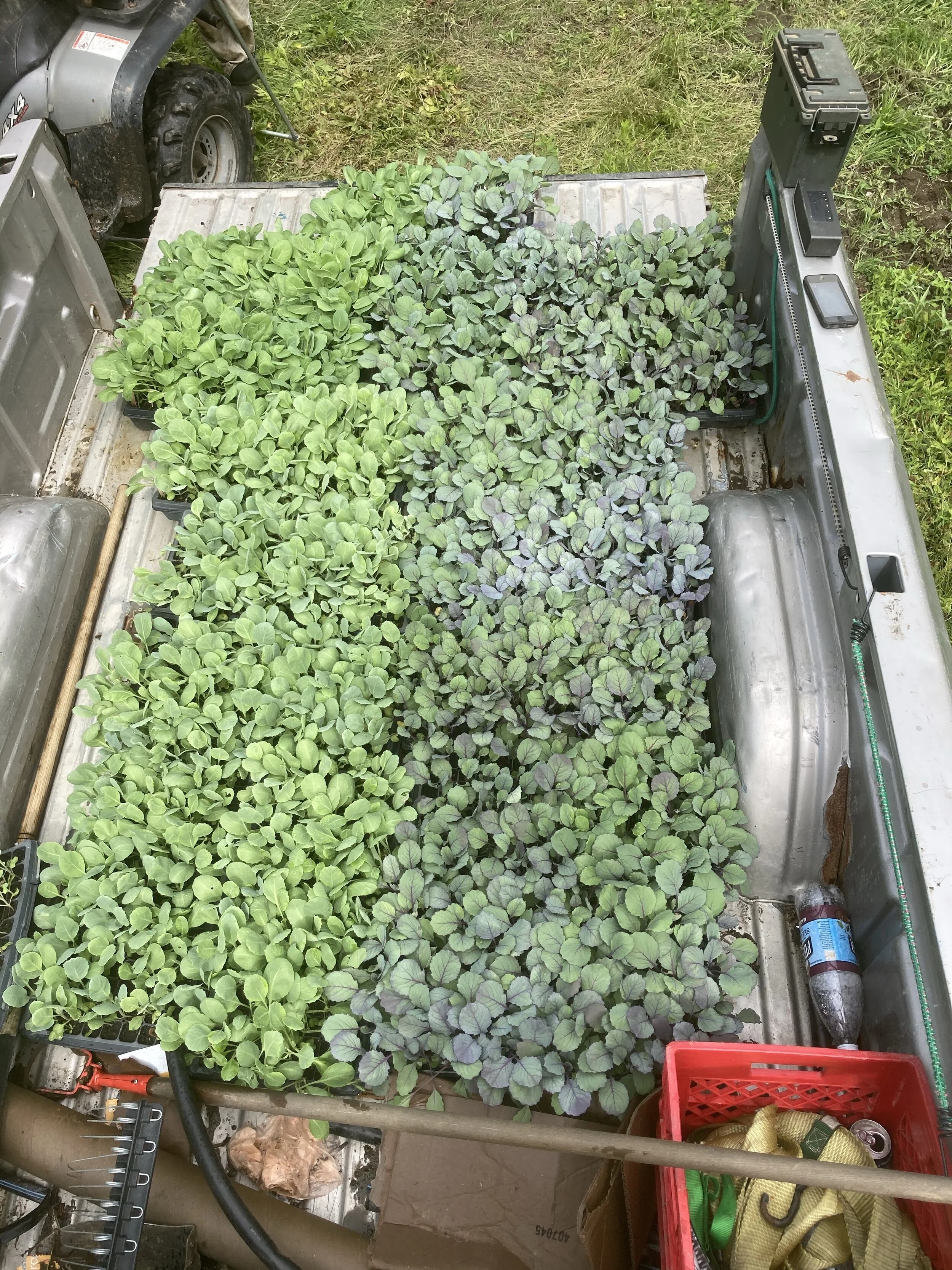 Cabbage transplants going in for a partner that distributes vegetables to institutions in the Northeast, schools, hospitals, universities.