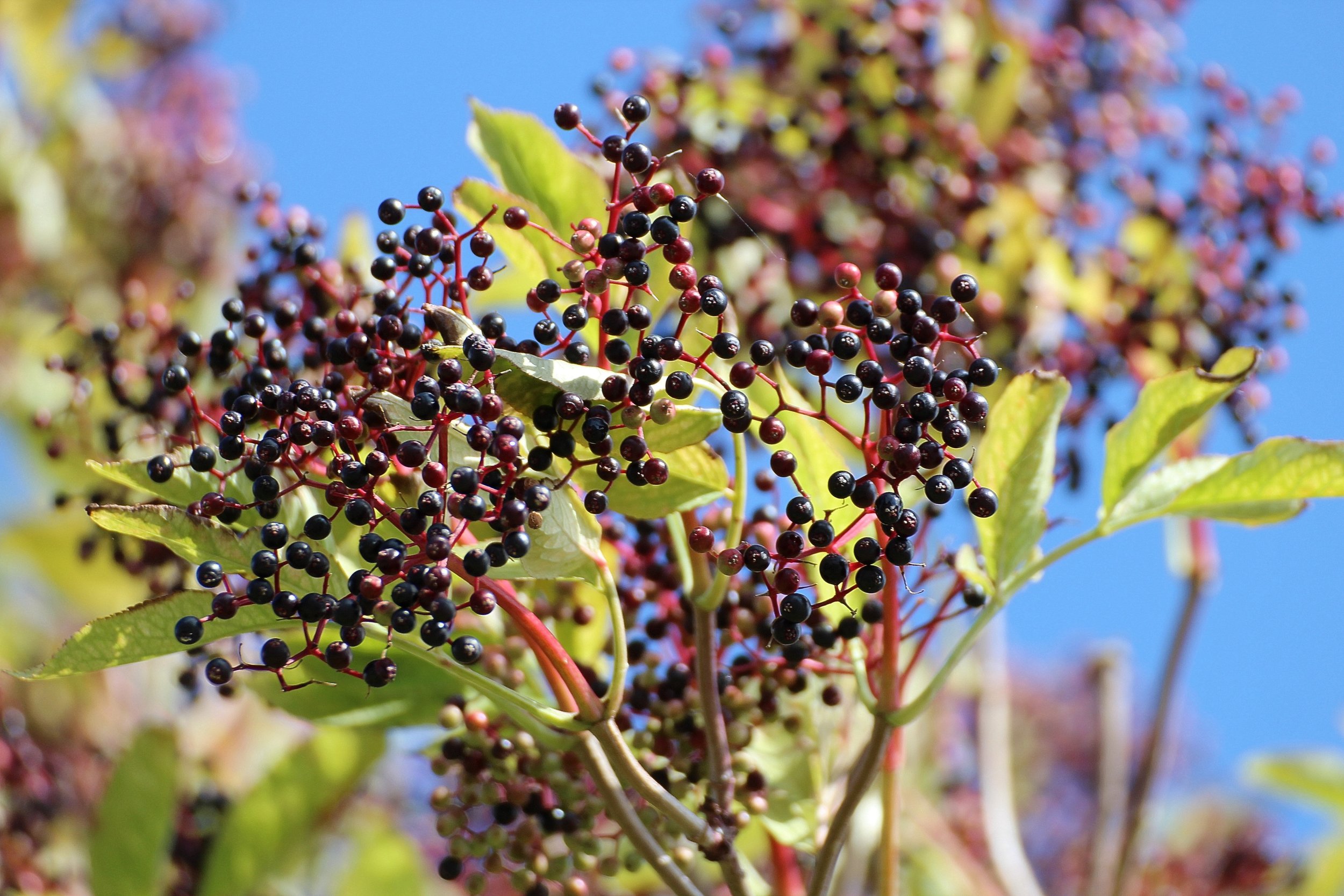 black-elderberry-close-up-elder-51962.jpg