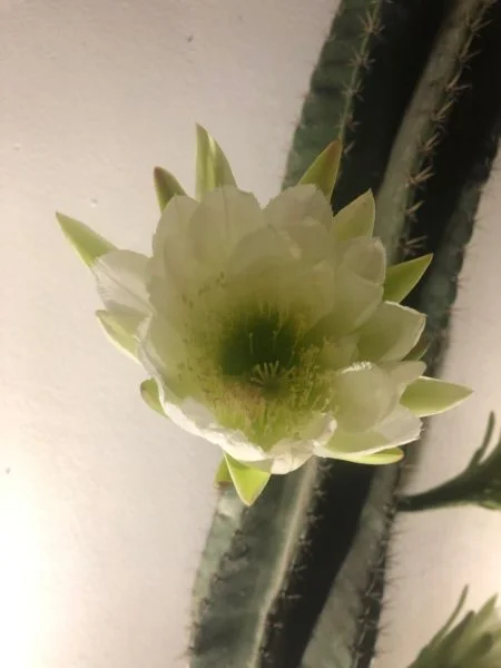 Aging and Childlessness