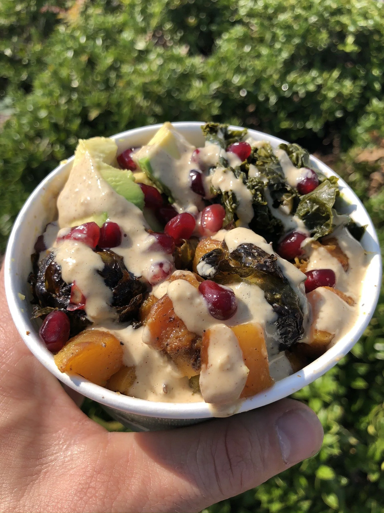 Hippea Harvest