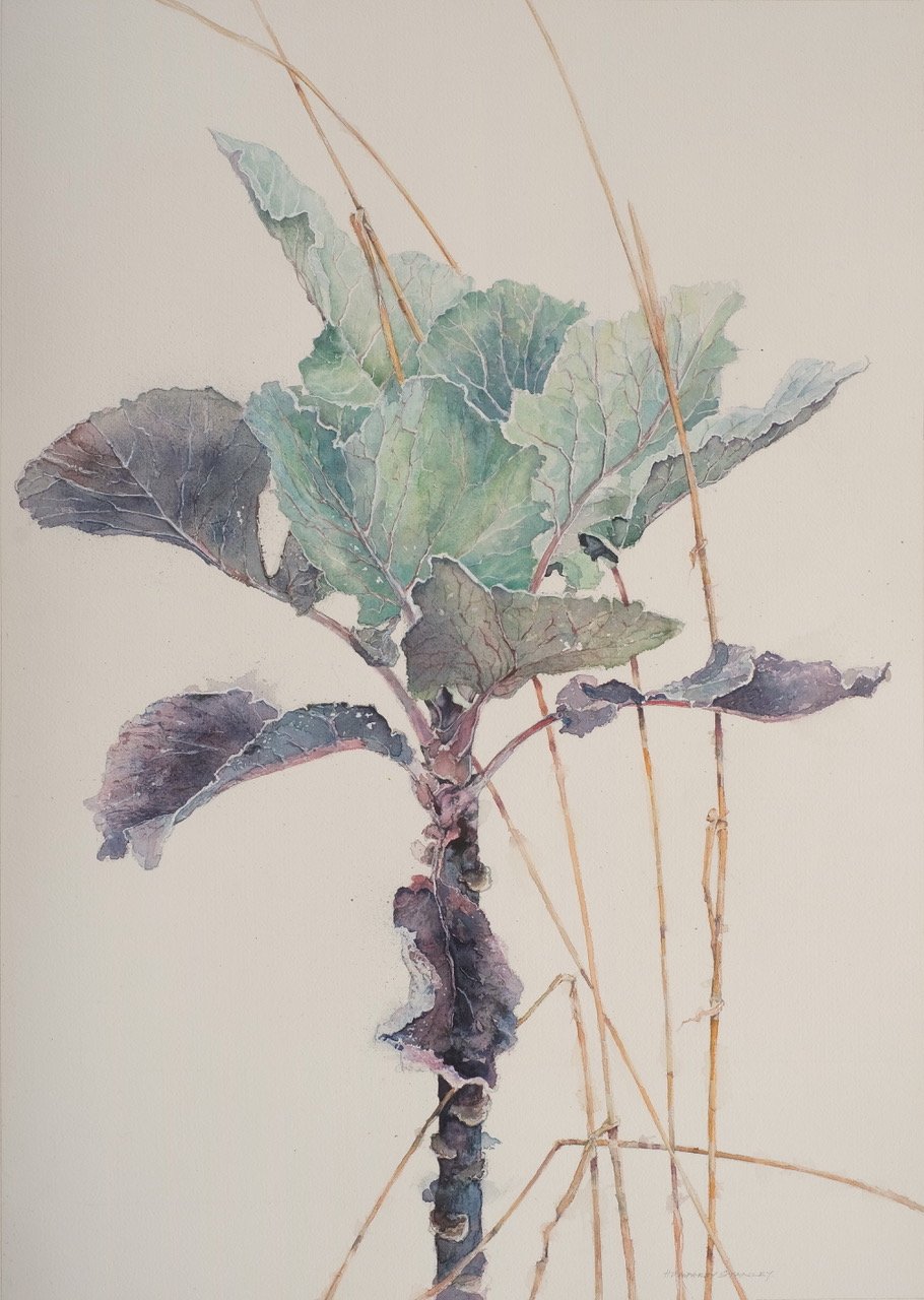 ‘Brassica’, £580, Watercolour