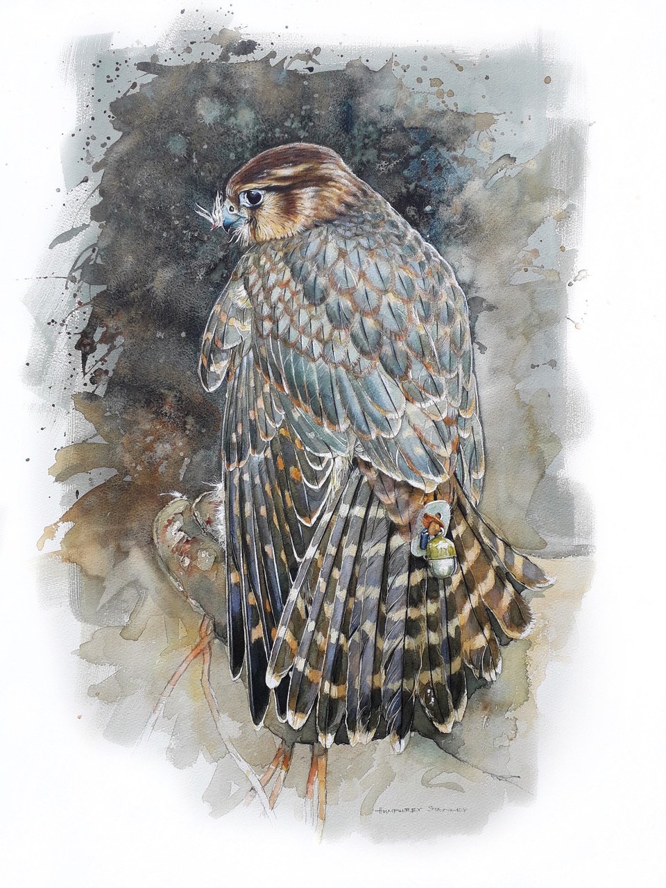 ‘Juvenile Merlin’, £725, Watercolour