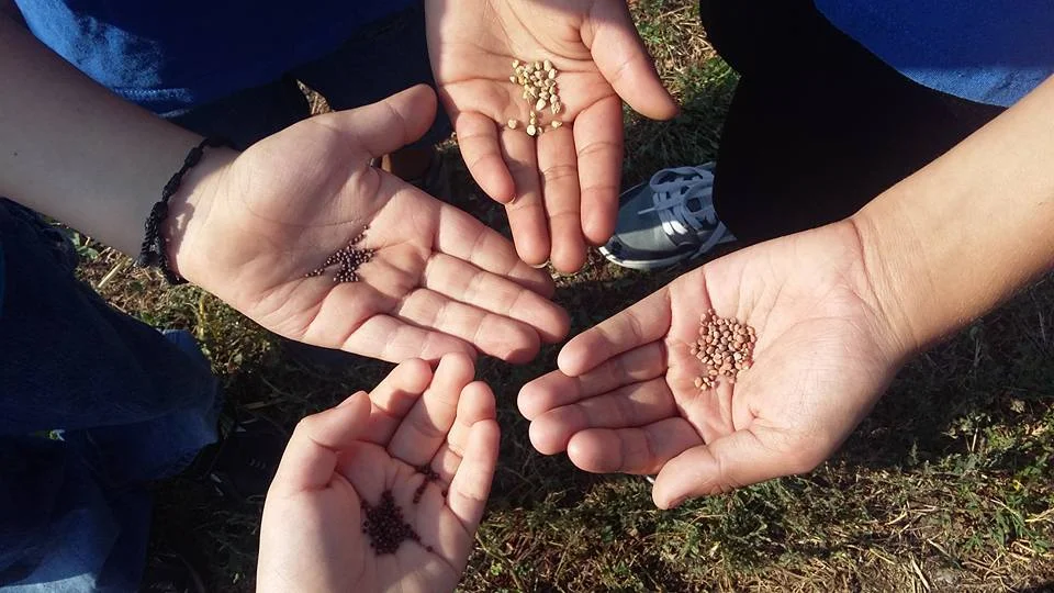 seeds.jpg
