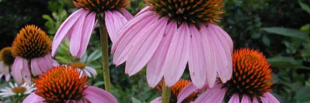 Jan 2, 2012 - ECHINACEA ANGUSTIFOLIA, The Purple Coneflower: ichahpe hu by Linda Black Elk