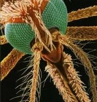 Apr 9, 2013 - Natural Insect Repellents -Linda TȟióleuŋWíŋ Bishop