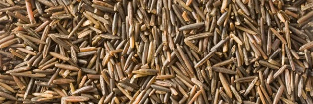 Sep 14, 2013 - Manoominikedaa Neyaashing by Jana-Rae Yerxa