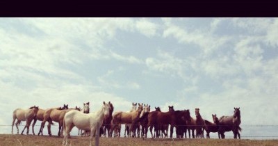 Sep 17, 2013 - Nohaaká Dine Demand a Stop to Horse Round ups &amp; Slaughters