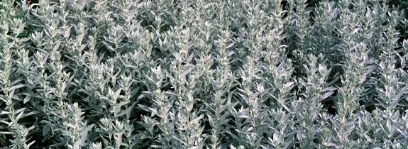  Dec 12, 2013 - The Gift of Lakȟotiyapi, By Waniya Locke