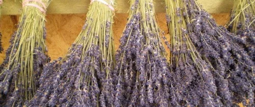 Dec 21, 2013 - The Indigenized Winter Illness Survival Kit, By Linda Bishop-Jones