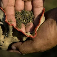 Feb 4, 2014 - Honor the Earth: Asemaa (Sacred Tobacco)