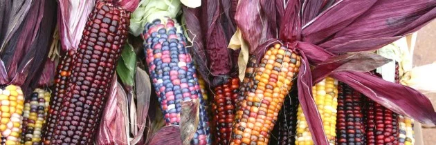 Aug 8, 2014 - #Starved into submission #Food Insecurity #Occupied Tribes By Trace A. DeMeyer