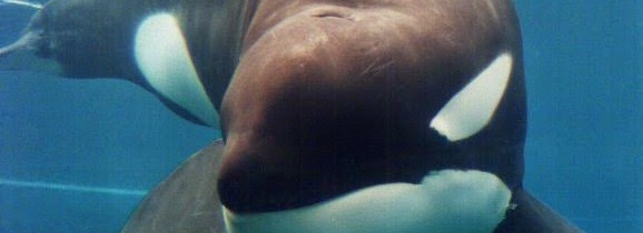 Apr 26, 2015 - LANGUAGE’ IS NOT UNIQUE TO MAN, EVERY LIFE FORM HAS IT’S OWN LANGUAGE – WE JUST DO NOT RECOGNIZE IT AS SUCH by Damon Corrie