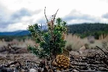 May 6, 2015 - HISTORICAL TRAUMA CONTINUES THROUGHOUT THE NEVADA GREAT BASIN TRIBES ’ SHARED TRADITIONAL AND CULTURAL HARVESTING TERRITORIES