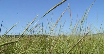 Jul 10, 2015 - NCAI Calls for Full Environmental Impact Statement (EIS) on Proposed Oil Pipeline