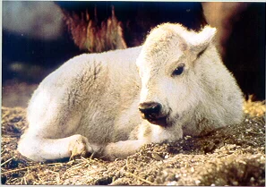 Aug 12, 2015 - Children of Earth, Children of Profit by Matt Remle