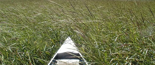 Aug 17, 2015 - Chippewa Plan en mas Wild Rice Harvest To Support Clean Water Protection