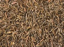 Sep 2, 2015 - CHIPPEWA EXERCISE TREATY RIGHTS AT HOLE IN THE DAY LAKE FOUR MEMBERS CITED BY DEPT NATURAL RESOURCES AND WILD RICE SEIZED