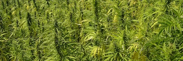 Sep 22, 2015 - How to Outrun the White Man in His Own Shoes- First Nations and Industrial Hemp, by Dallas Courchene