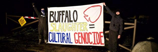 Mar 7, 2018 - Buffalo Defenders Lock to Capture Facility, Stop Yellowstone Park from Slaughtering Last Wild Buffalo