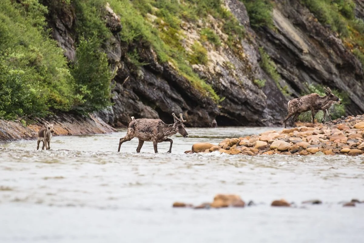 Trump Administration Approves Drilling In Arctic National Wildlife Refuge