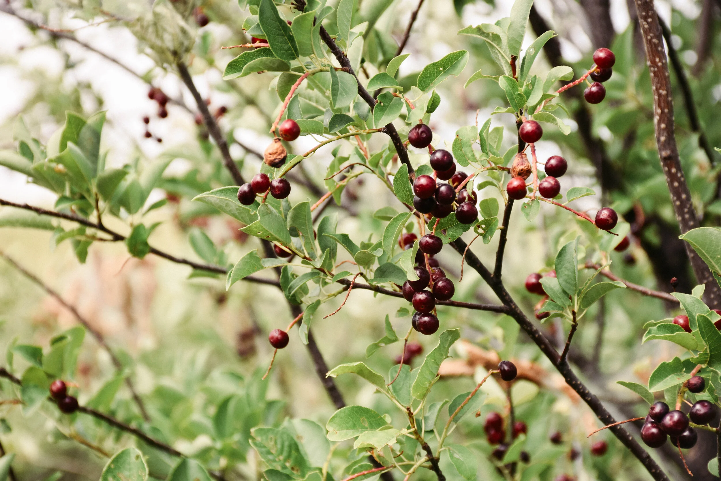 Hope in the Time of Stress by Linda Black Elk