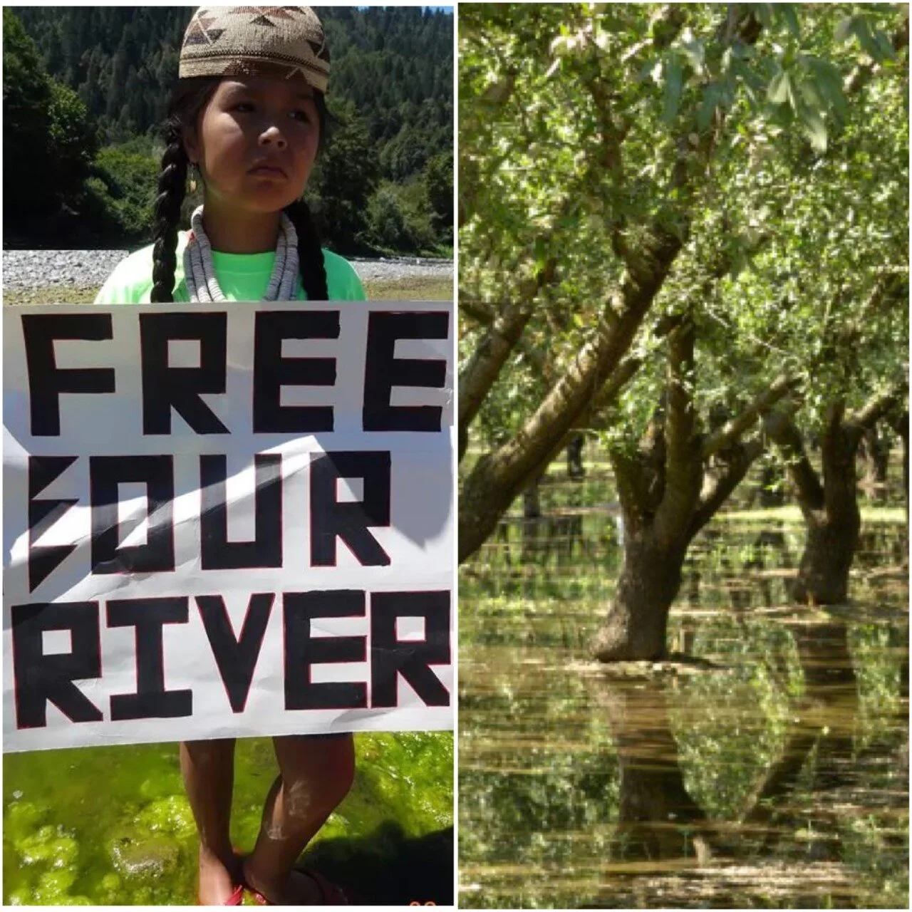 Hoopa Valley Tribe’s Trinity River Fishery Once Again Falls Prey to Central Valley Water Barons