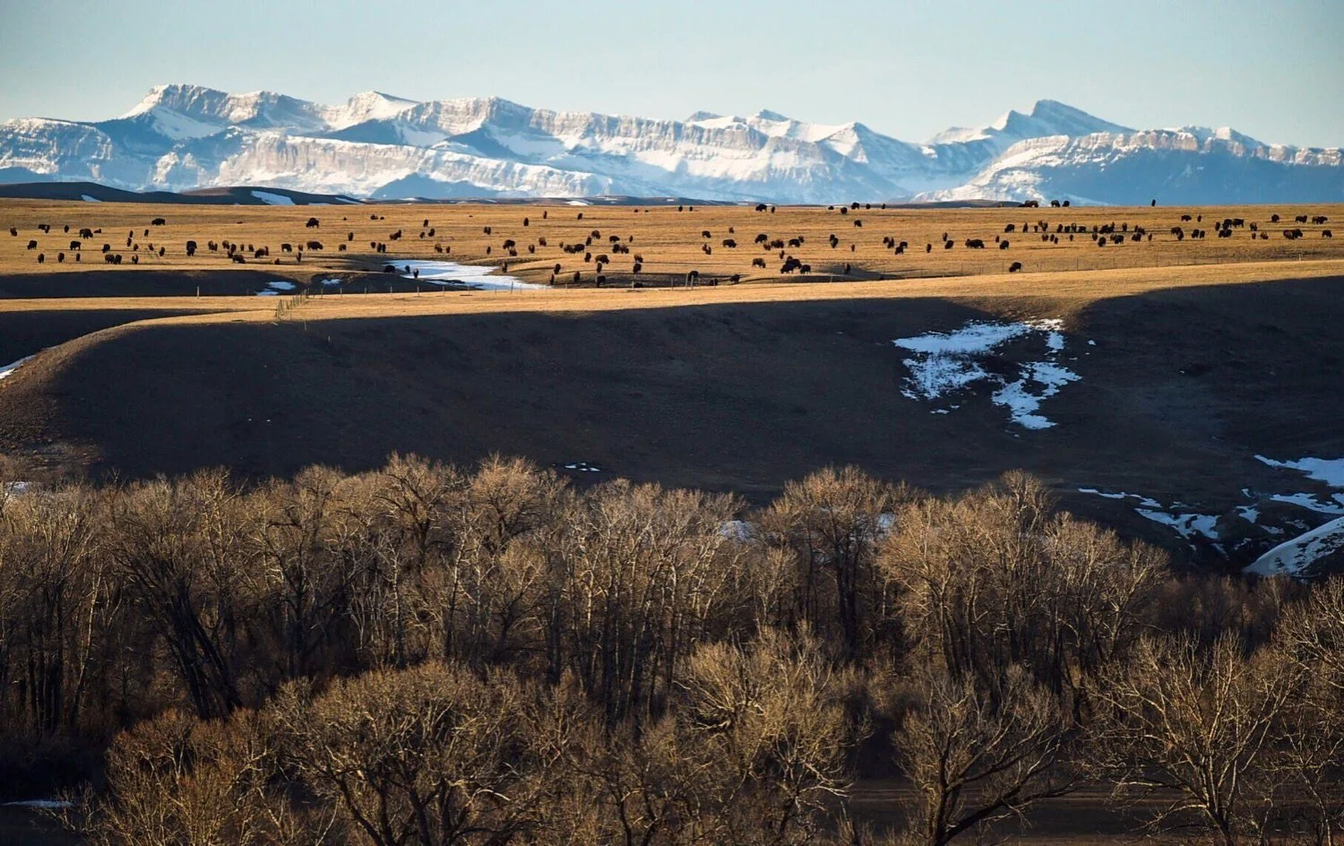 Bison Restoration to be led by Tribes